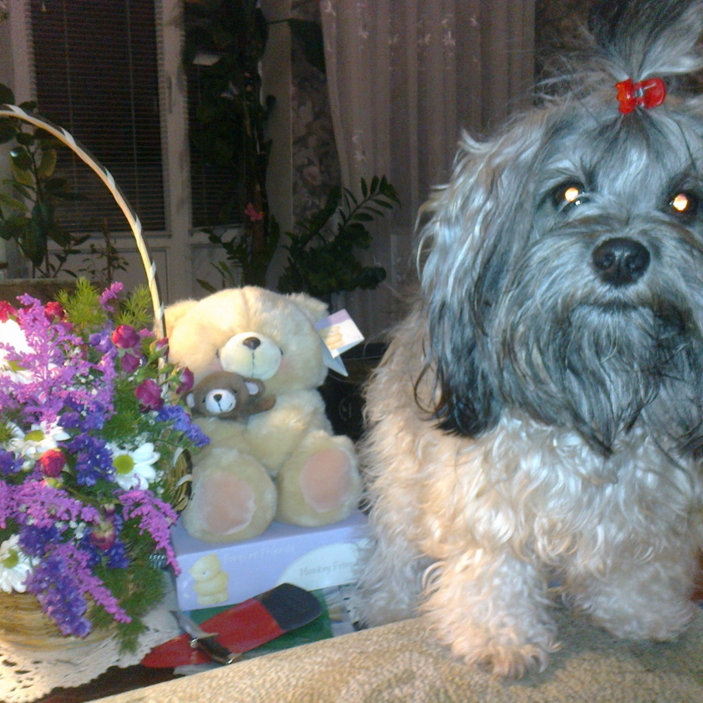 Лохматая русская болонка