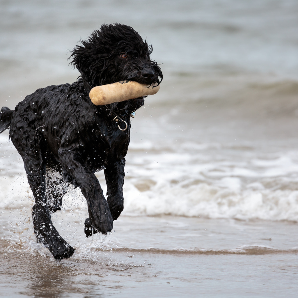 Лохматый барбет на пляже