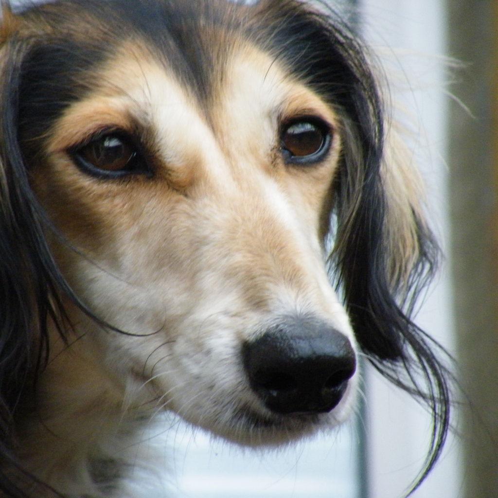 Лохматая собака салюки