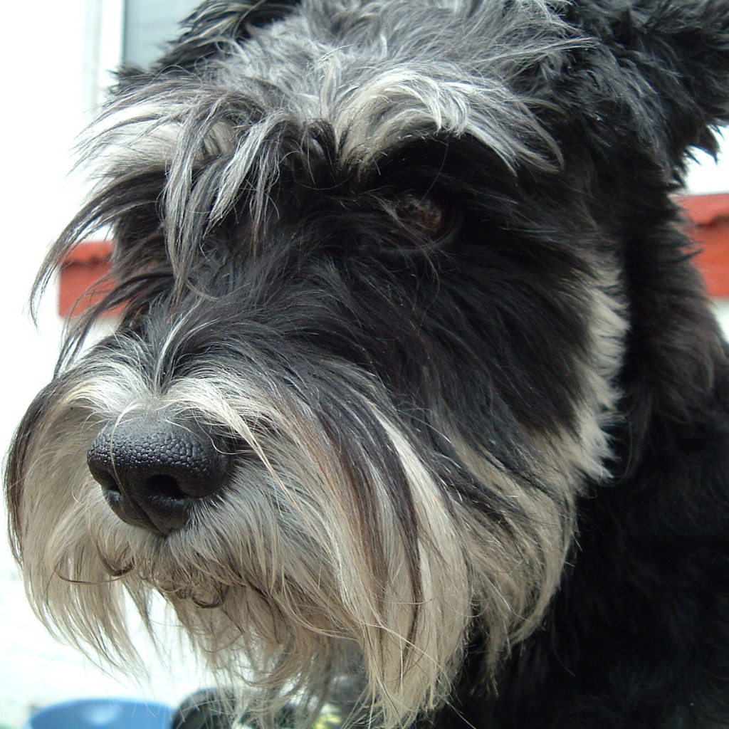 Лохматый пес шнауцер