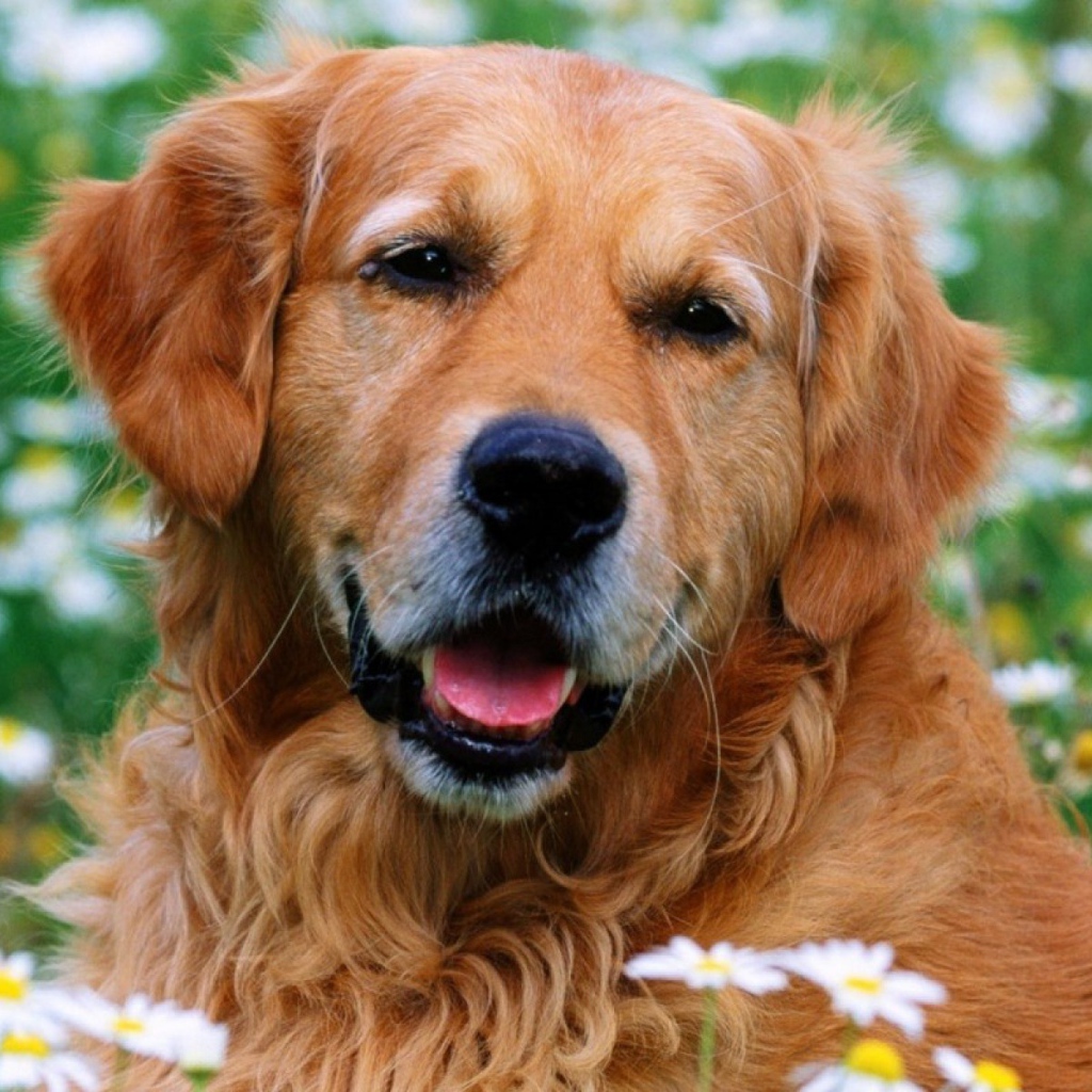 Лохматый золотой ретривер