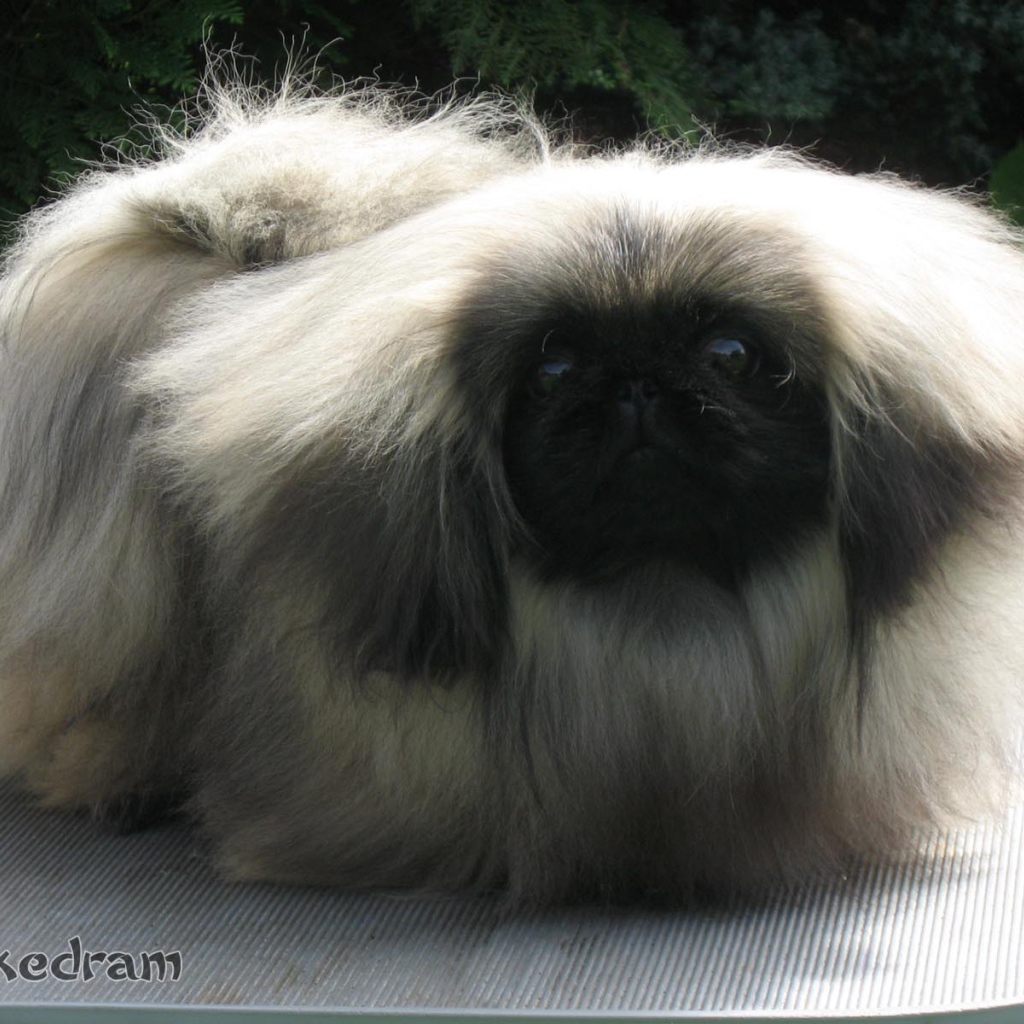 Лохматое чудо пекинес