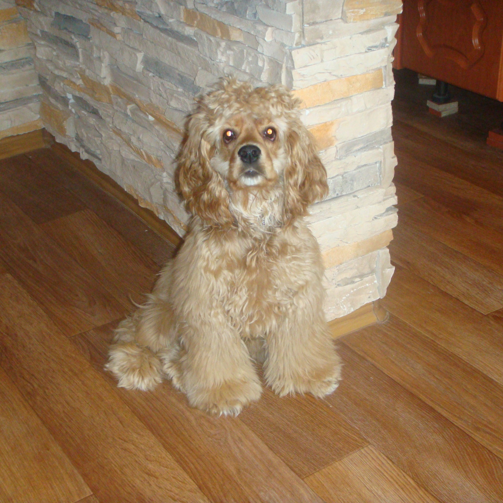 Лохматый спаниель в доме