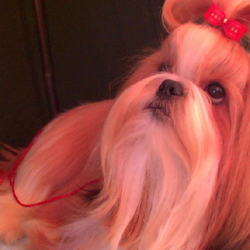 Собака шитцу с бантом