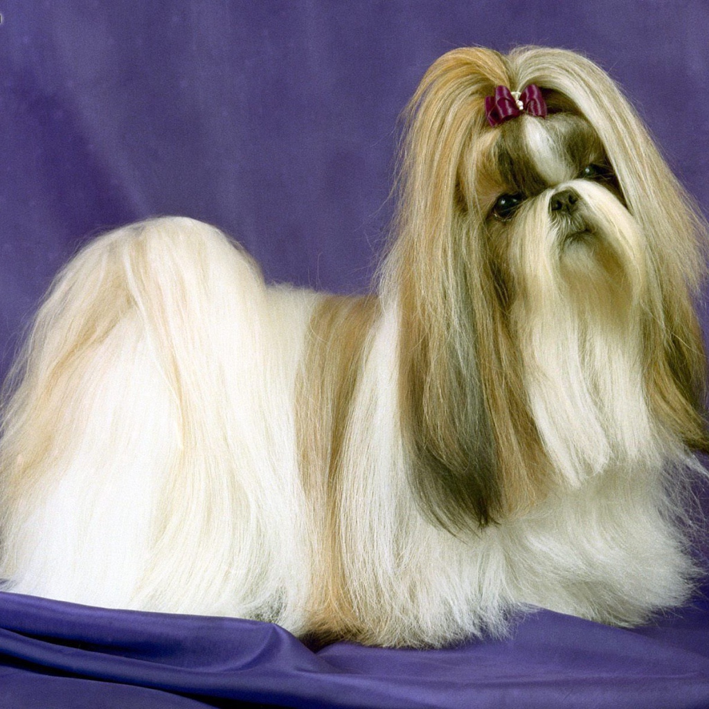 Собака шитцу на синем фоне