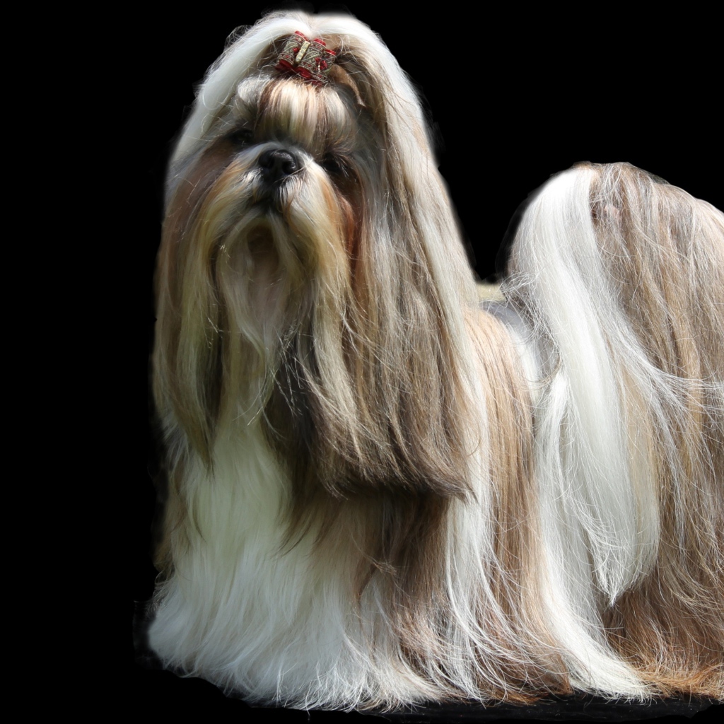 Собака шитцу с длинной шерстью