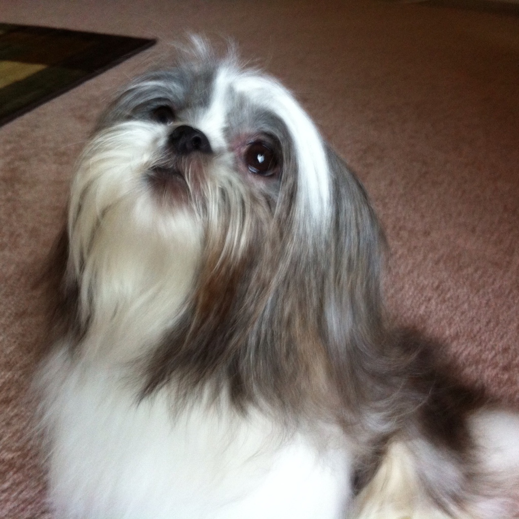 Шитцу смотрит вверх