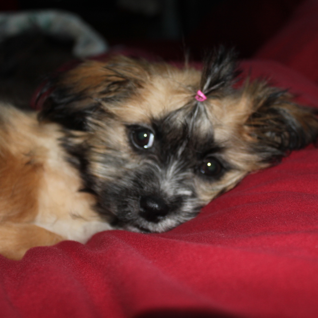 Шитцу лежит на перине