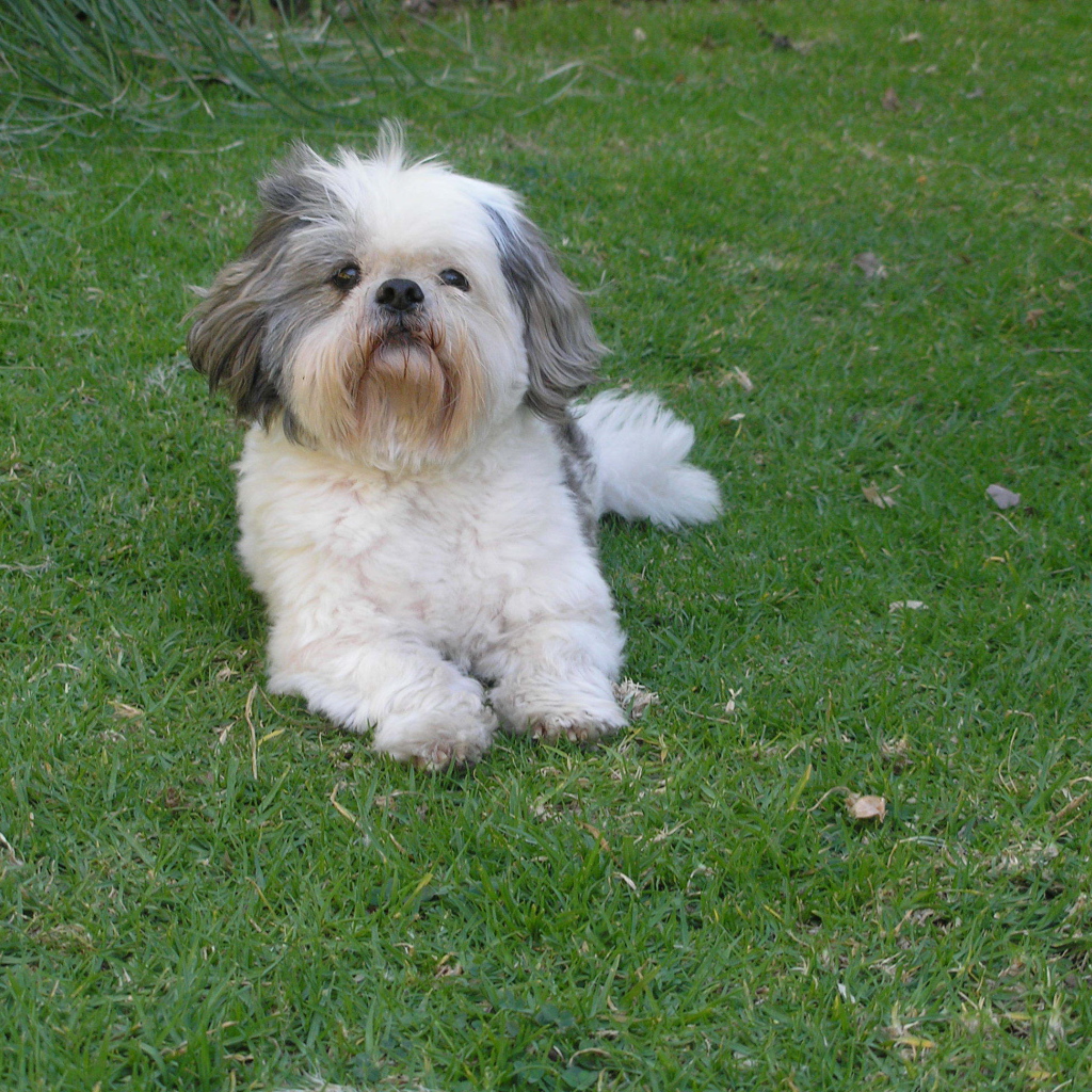 Шитцу лежит на траве