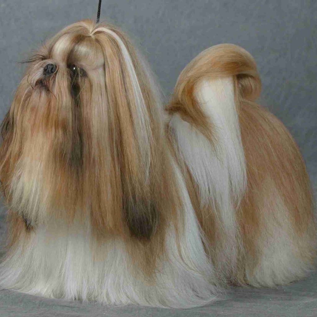 Шитцу на поводке