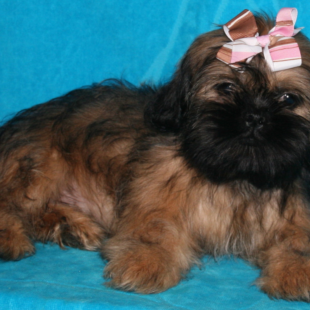 Щенок шитцу на голубом фоне