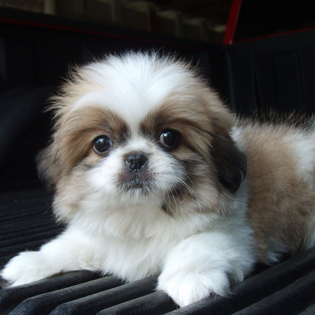 Щенок шитцу на коврике