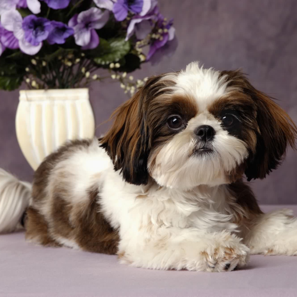 Шитцу с букетом