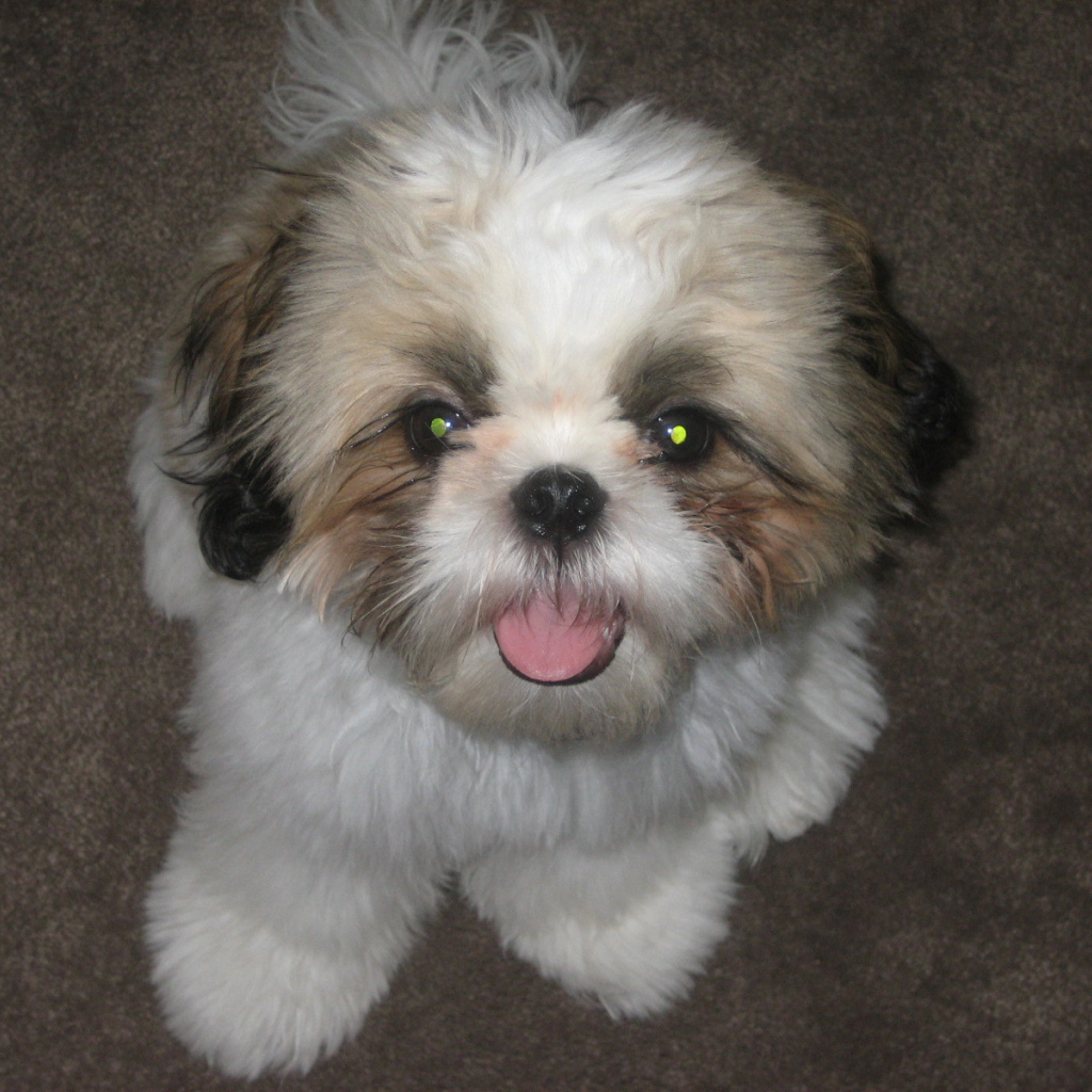 Шитцу с горящими глазами