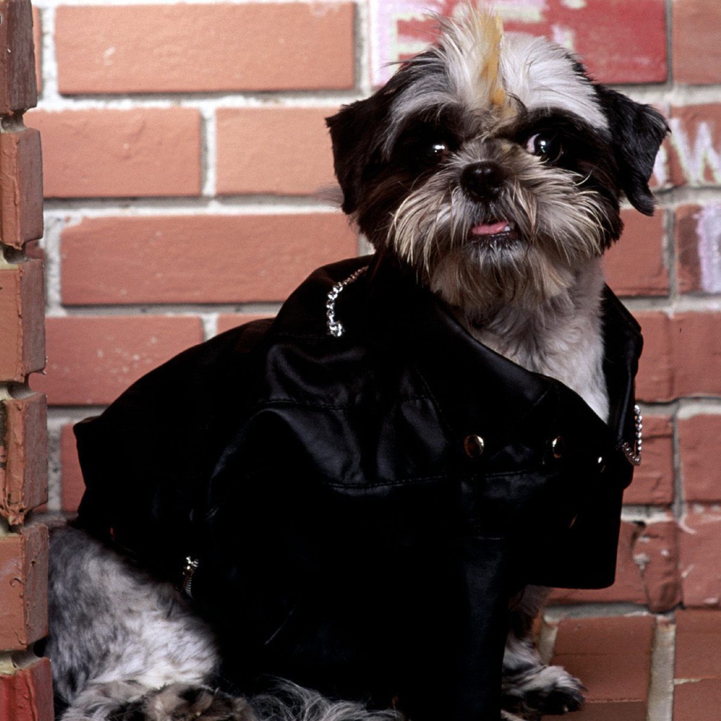 Собака шитцу гангстер