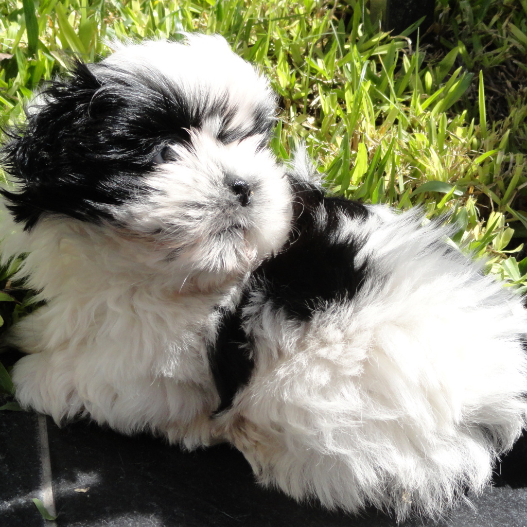 Shih tzu puppy on grass