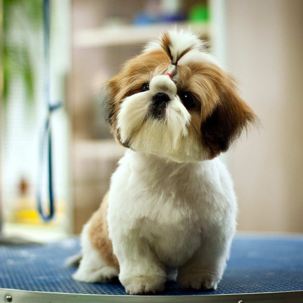 Short-haired Shih Tzu