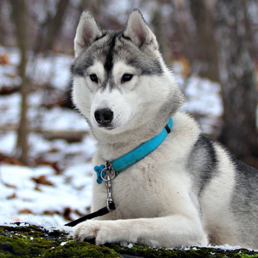 Сибирская лайка в ошейнике