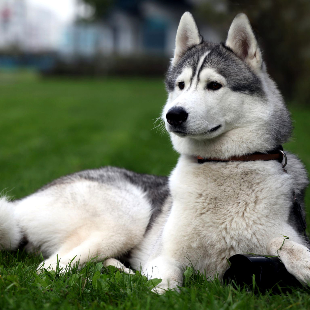 Сибирская лайка позирует