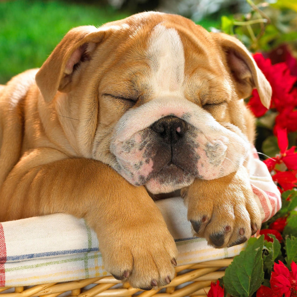 Спит весь день