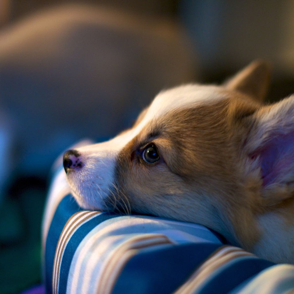 Заспанный пес вельш-корги