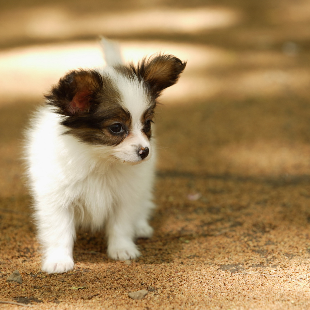 Маленький папильон гуляет