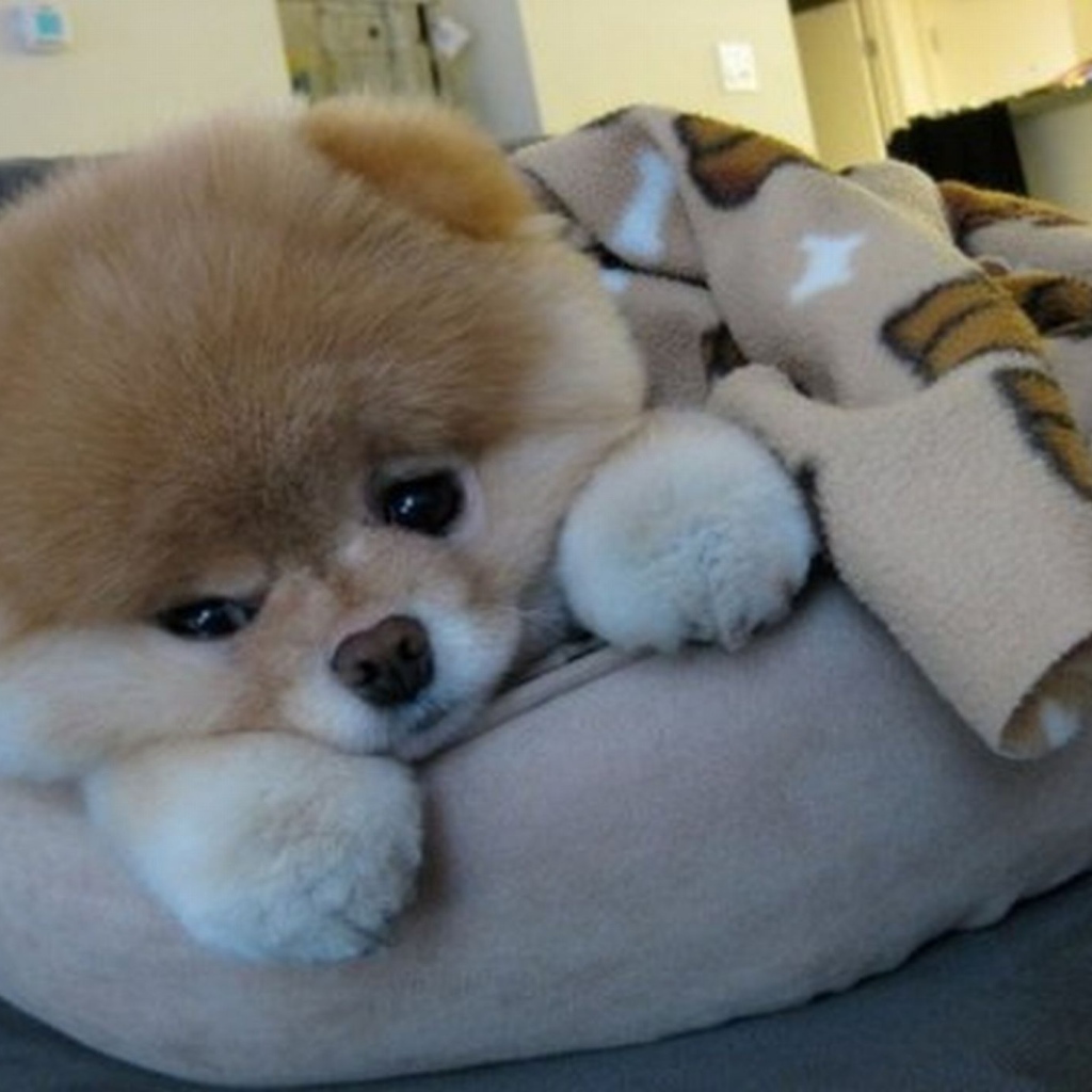 плюшевый щенок порода. шпиц померанский медвежьего. плюшевая собачка. маленькие плюшевые собачки. померанский шпиц jiffpom.