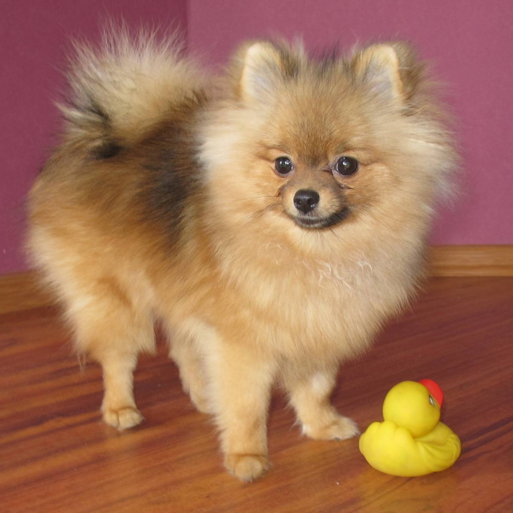 Маленький шпиц с игрушкой