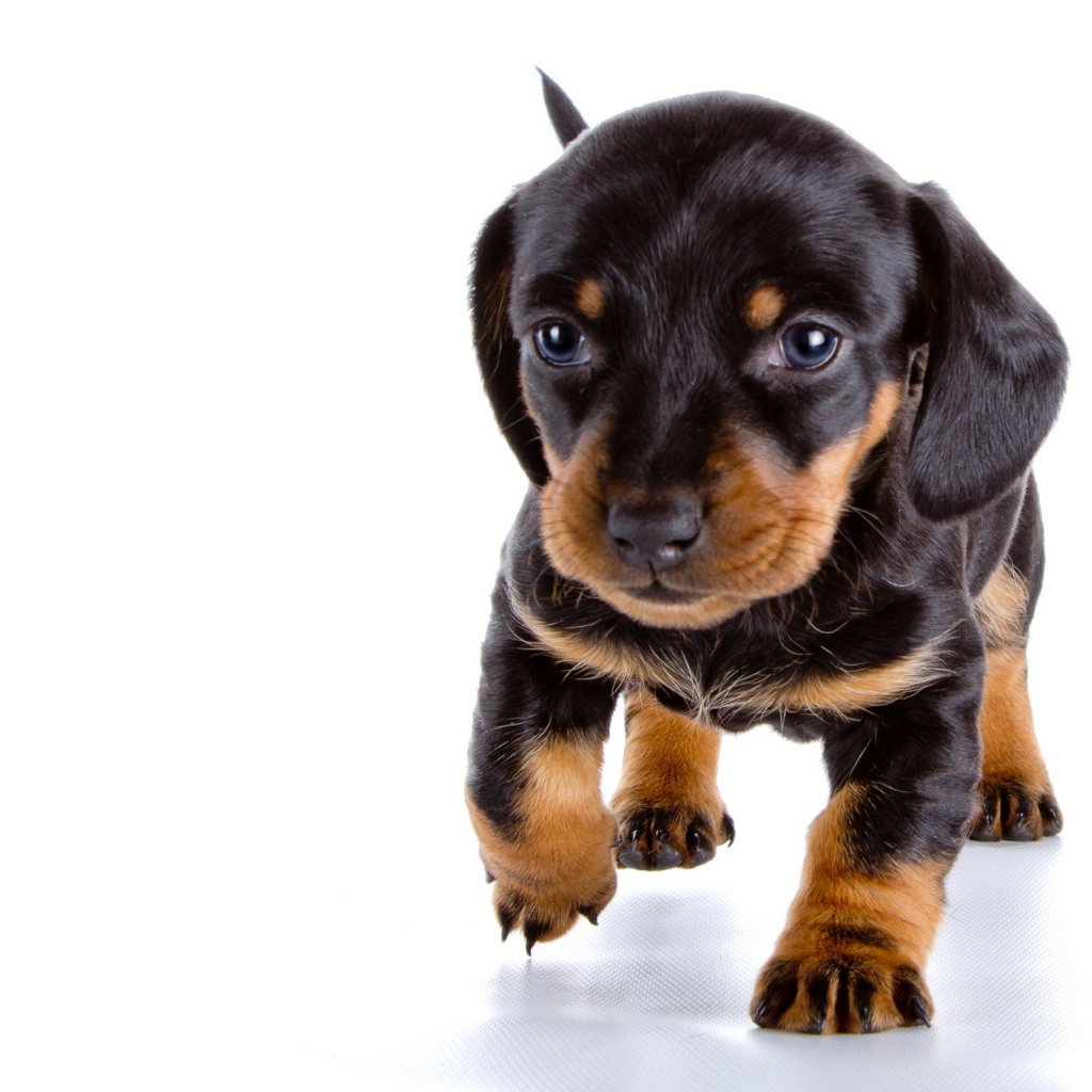 Маленький щенок таксы