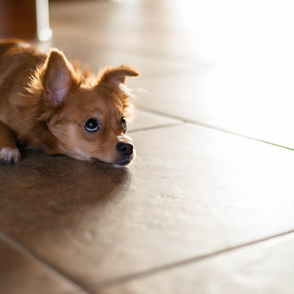 Маленькая собака лежит на полу