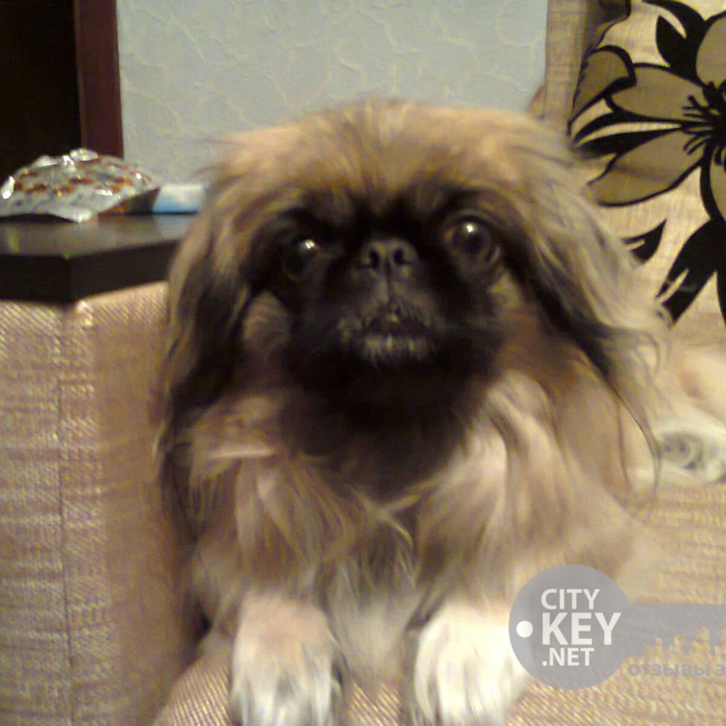 Маленький друг человека пекинес