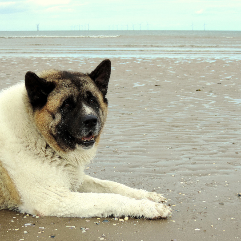 Улыбка американской акиты