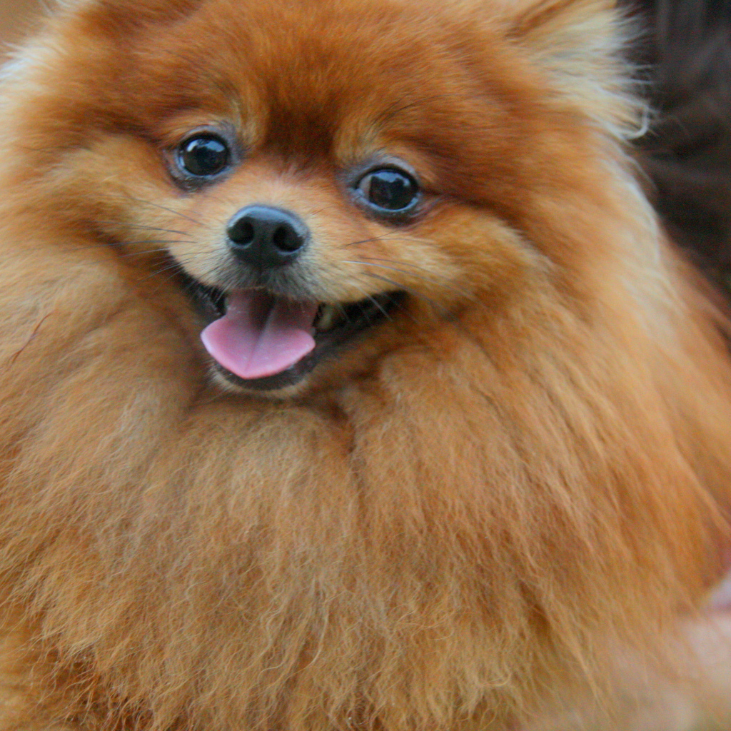 Улыбчивый немецкий шпиц