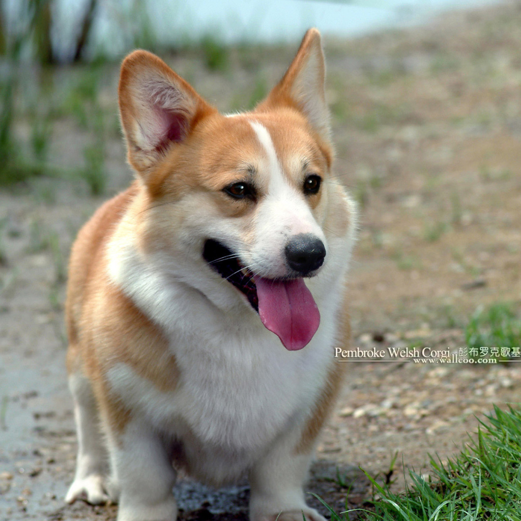 Улыбающийся пес вельш-корги