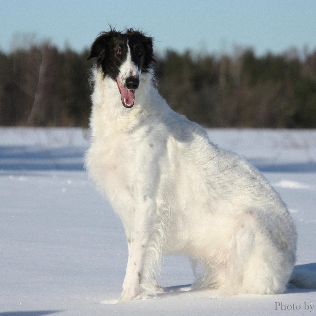 Улыбчивая борзая собака