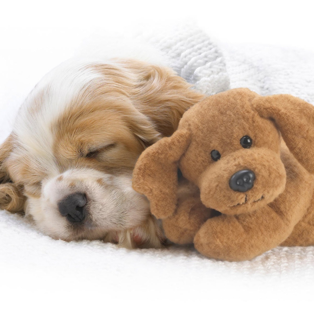 Собака с игрушкой