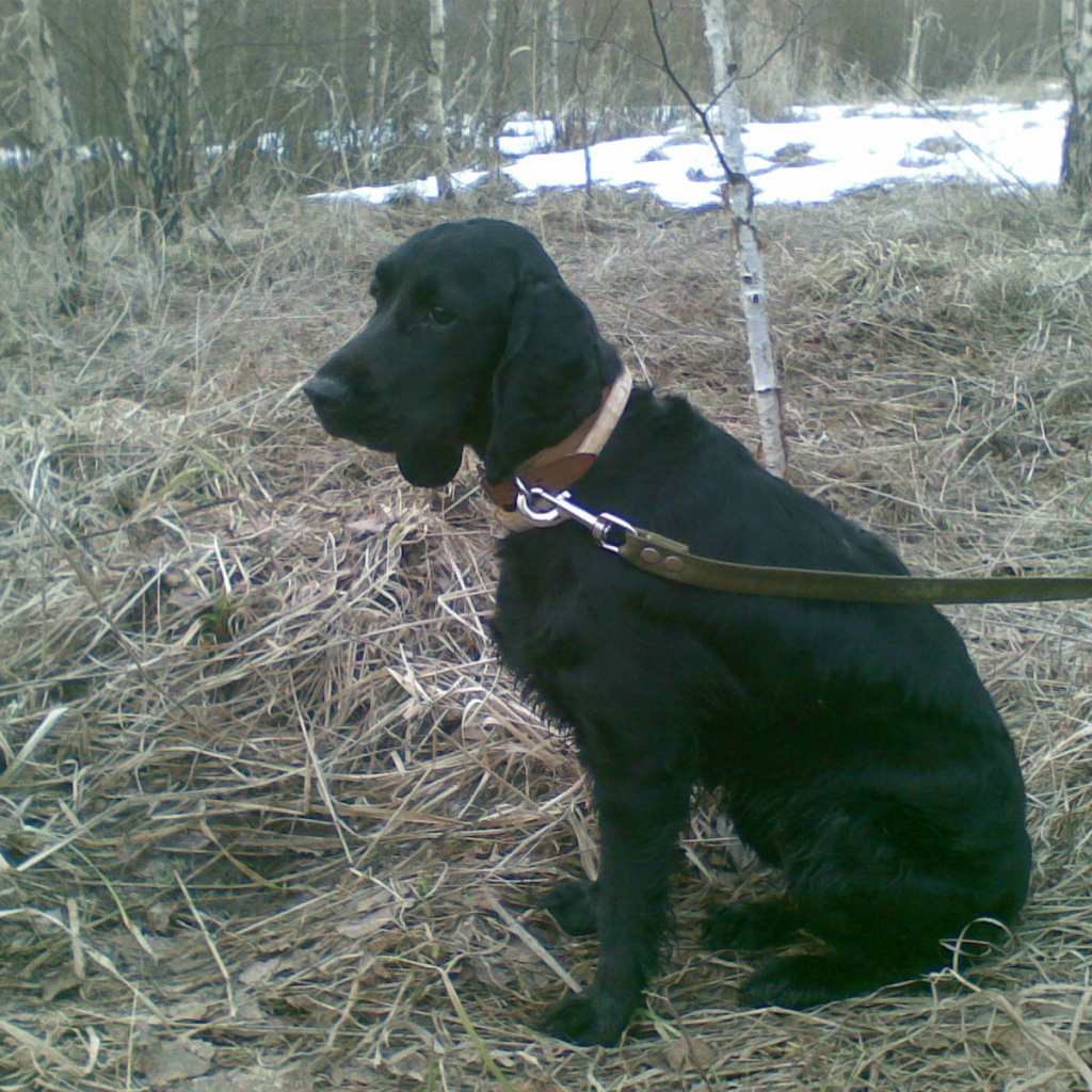 Собака спаниель в весеннем лесу