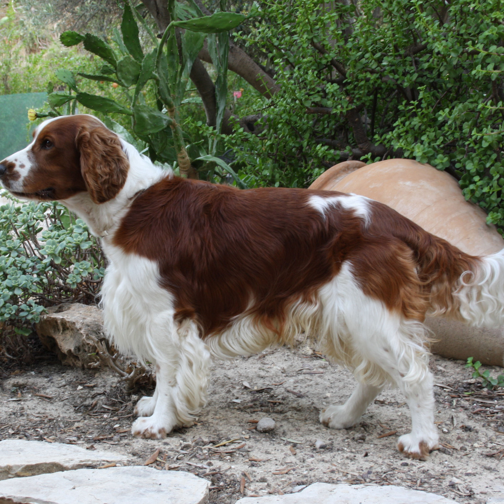 Собака спаниель в саду