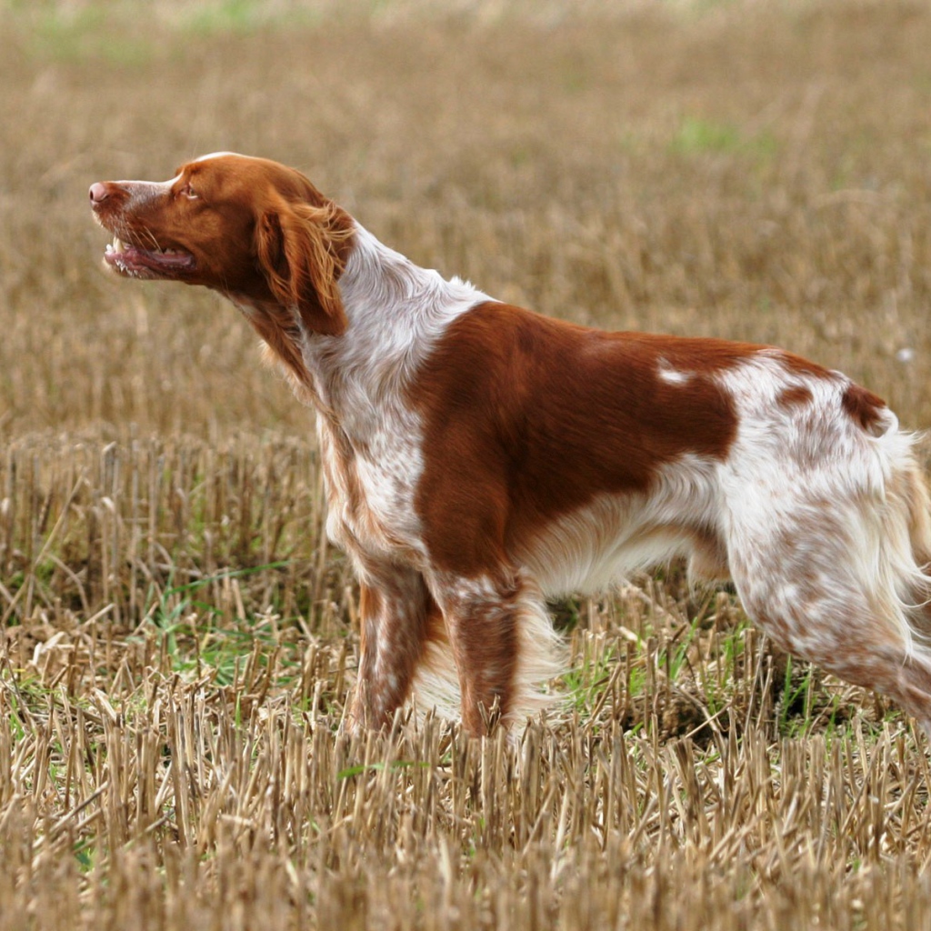 Собака спаниель на охоте