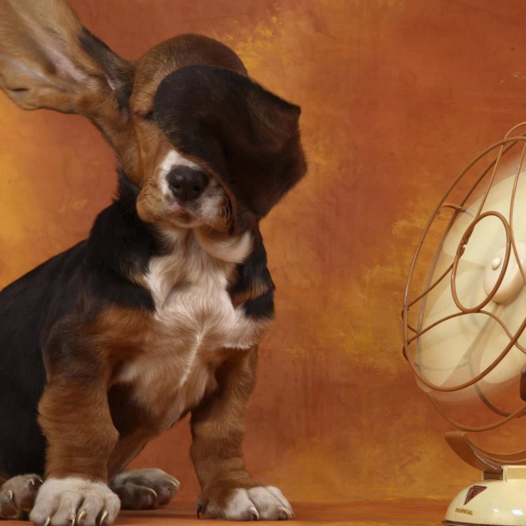 Собака спаниель у вентилятора