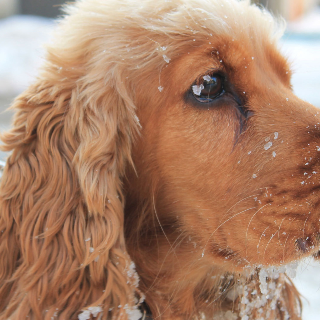 Спаниель вывалялся в снегу