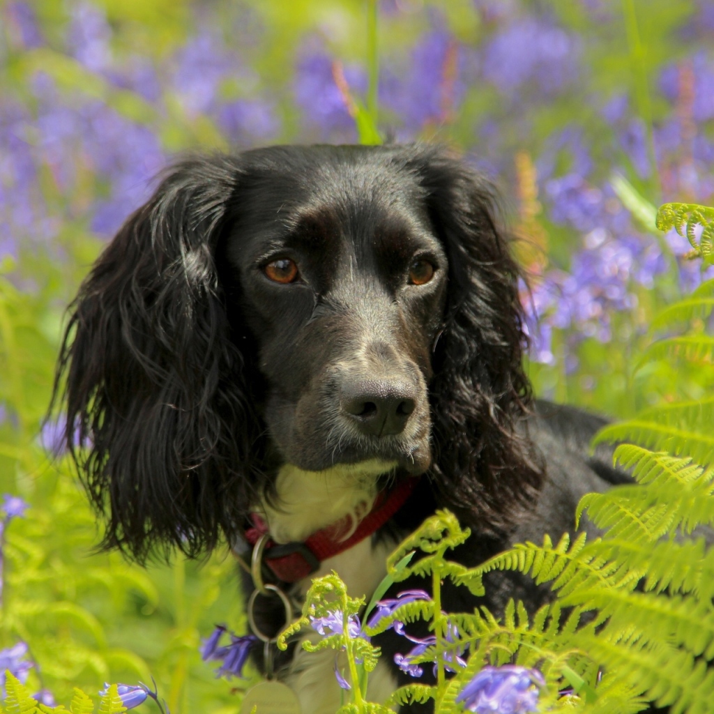 Спаниель в весеннем цвету