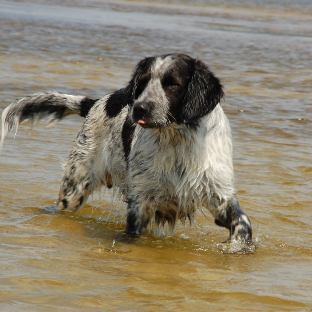 Спаниель играет в воде