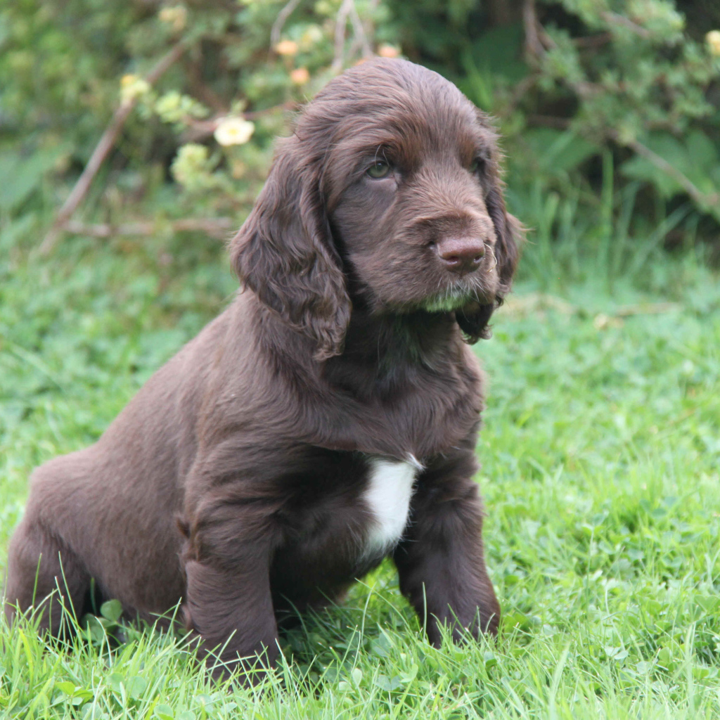 Щенок спаниель в поле