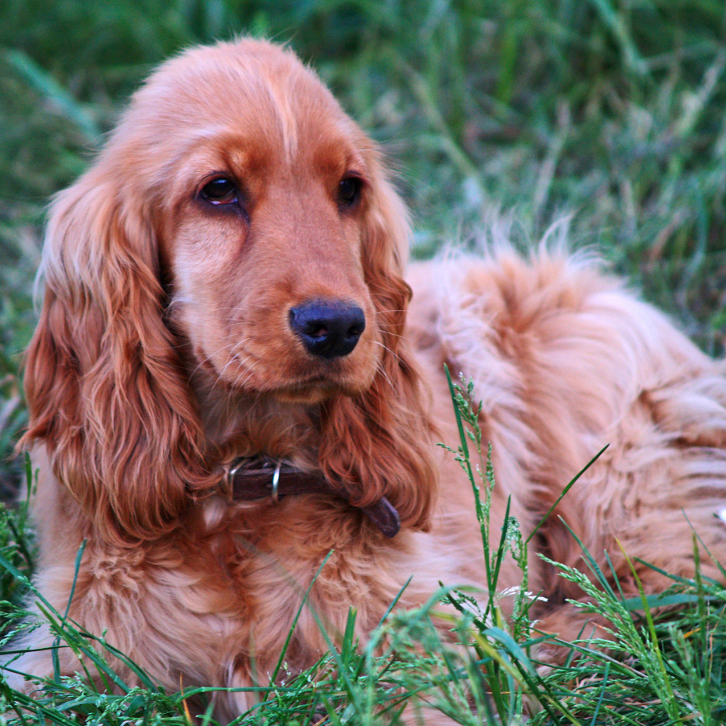 Спаниель гуляет на лугу
