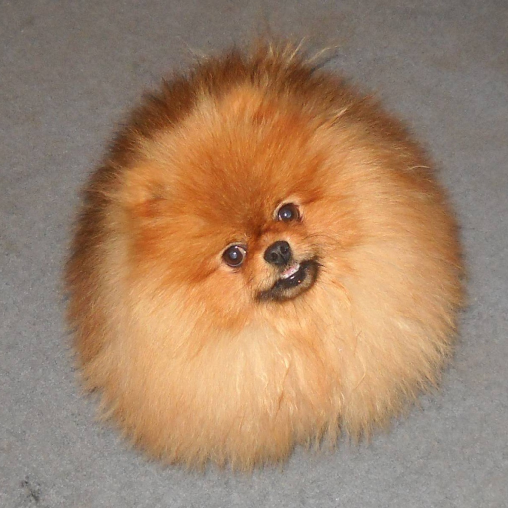 Шпиц пушистое облако