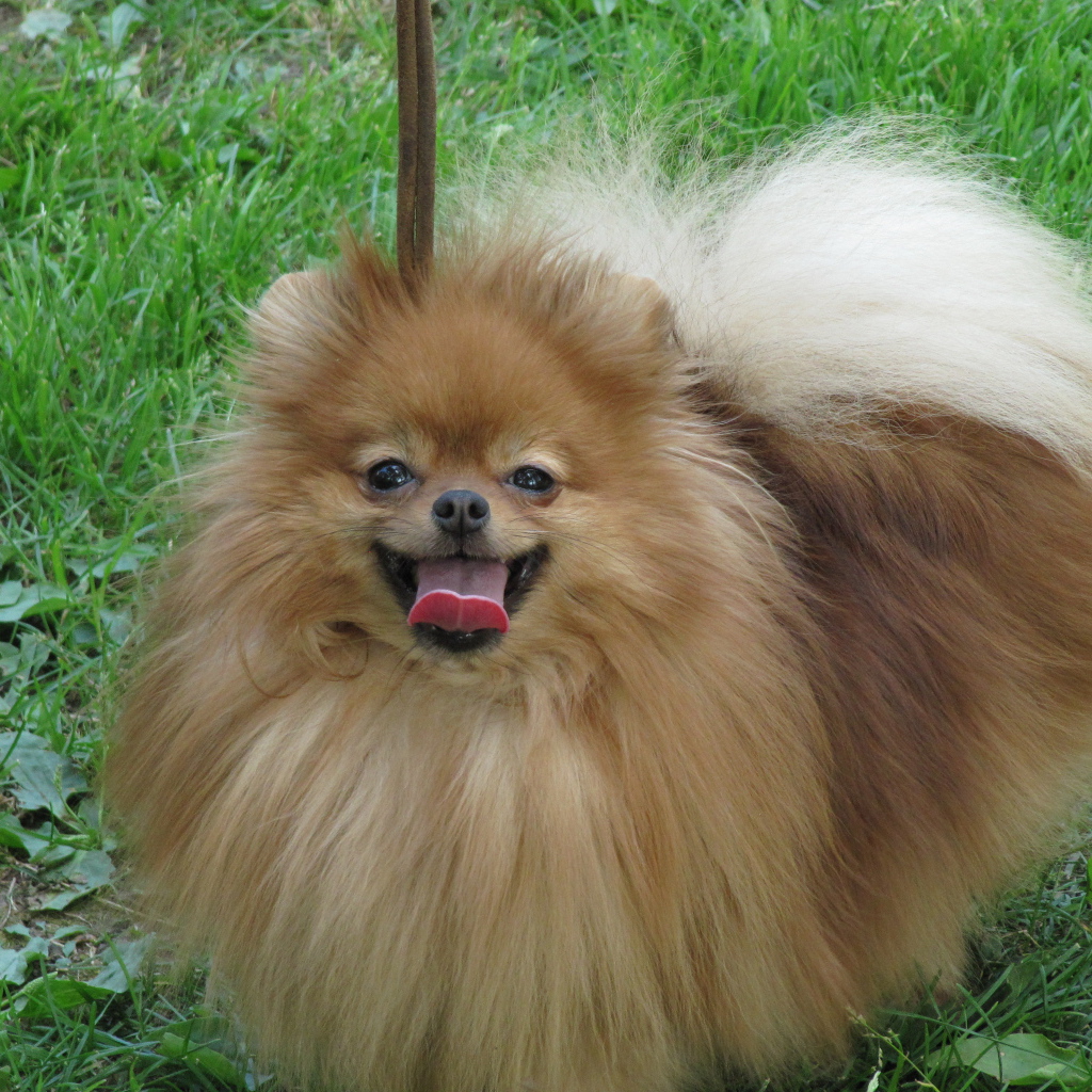 Шпиц на лугу улыбается