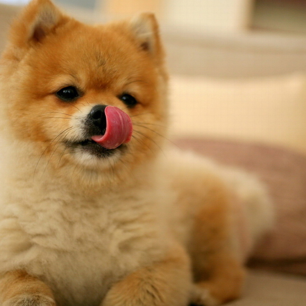 Шпиц облизывает нос