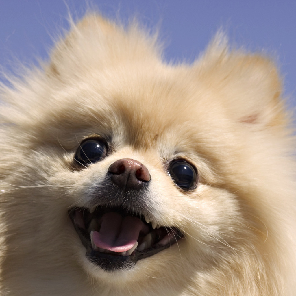 Шпиц на фоне неба