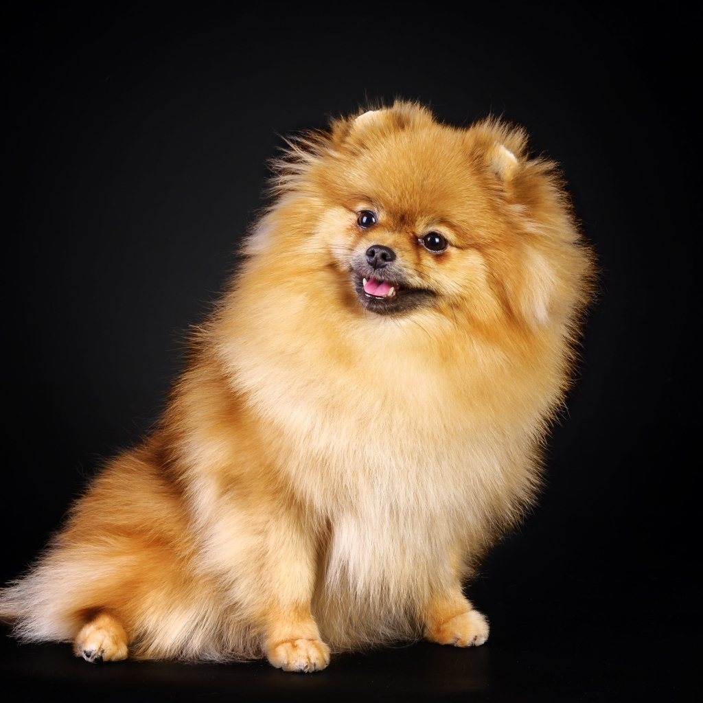 Шпиц на черном фоне